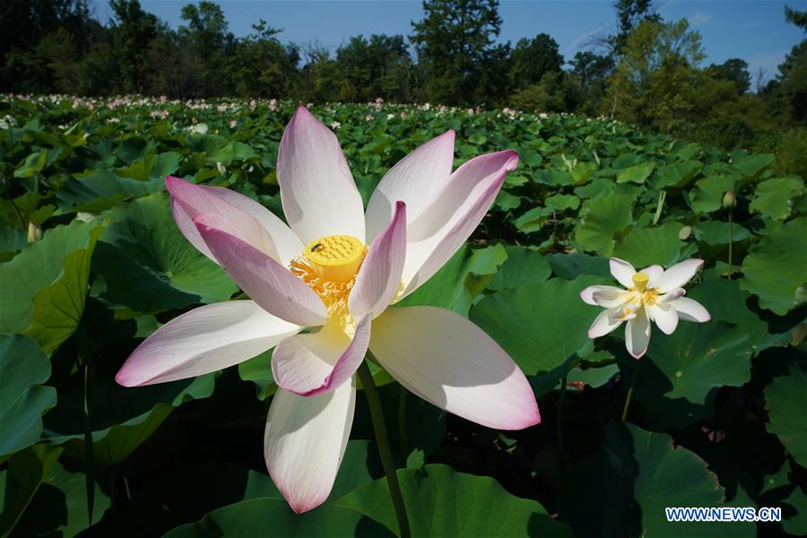 U.S.-WASHINGTON D.C.-SUMMER-GARDEN-SCENERY
