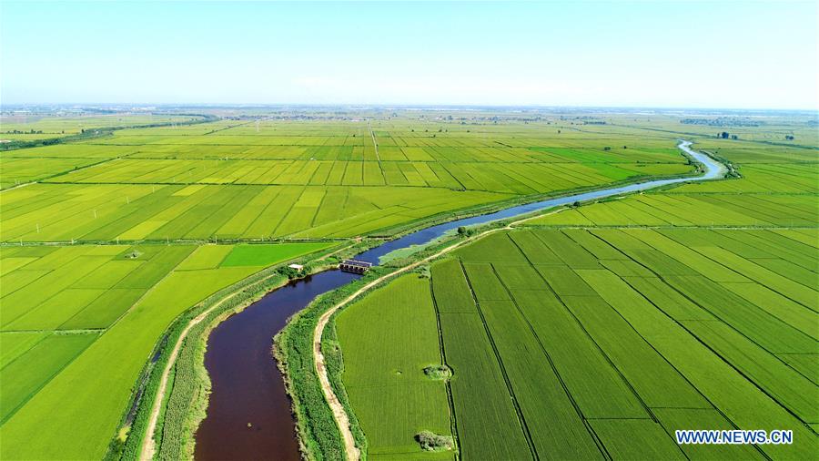 CHINA-HEBEI-PADDY FIELD-SCENERY (CN)