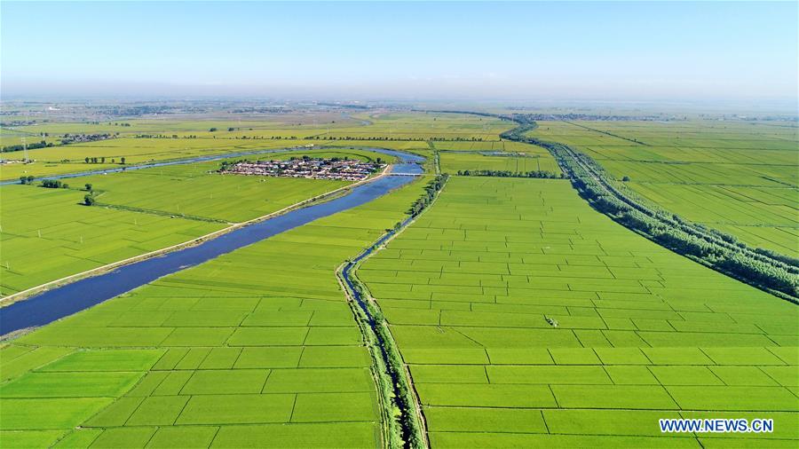 CHINA-HEBEI-PADDY FIELD-SCENERY (CN)