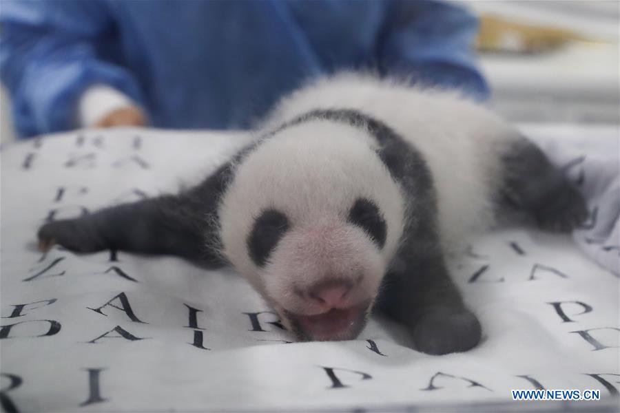 BELGIUM-BRUGELETTE-PANDA CUBS-ONE MONTH