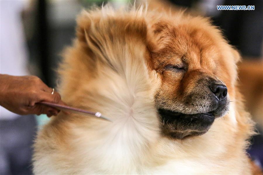 PHILIPPINES-MARIKINA CITY-DOG SHOW