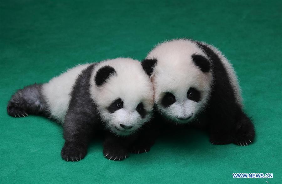 CHINA-CHENGDU-GIANT PANDA-CUBS (CN)