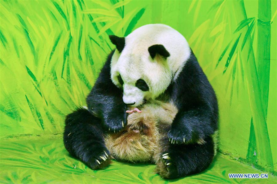 CHINA-GUANGZHOU-CHIMELONG-NEWBORN PANDA(CN)