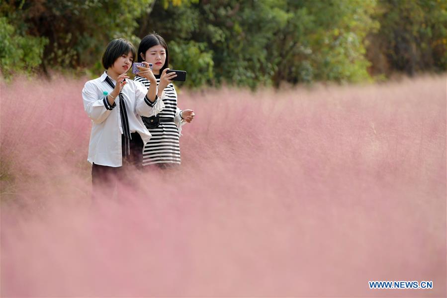 CHINA-JIANGXI-NANCHANG-PINK GRASS-TOURISM (CN)