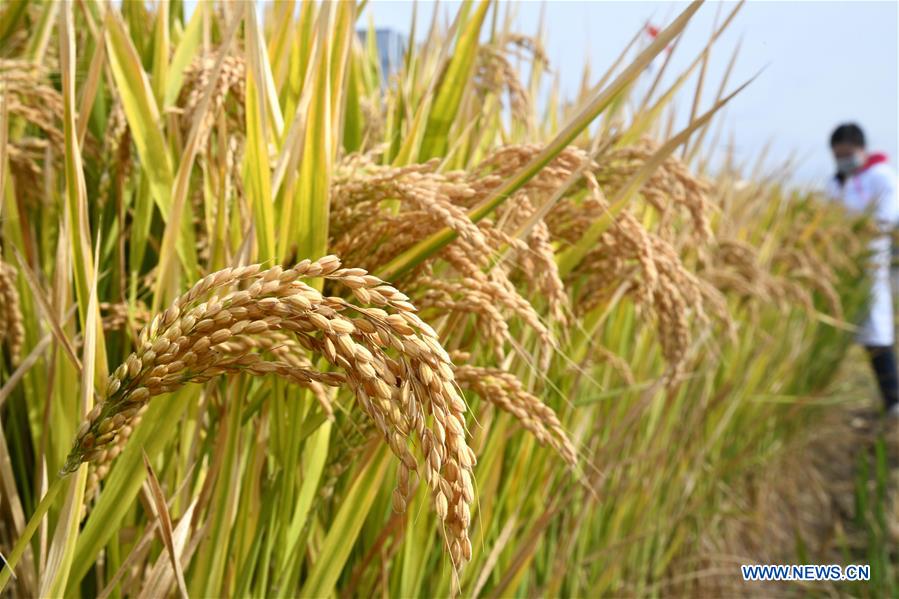 (EyesonSci)CHINA-SHANDONG-SALINE SOIL RICE (CN)