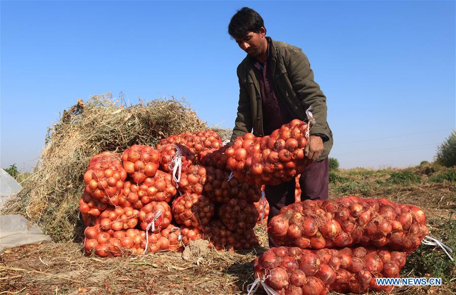 AFGHANISTAN-JAWZJAN-ONION-HARVEST