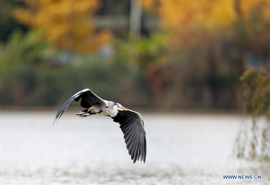 CHINA-GUIZHOU-GUIYANG-EARLY WINTER SCENERY (CN)