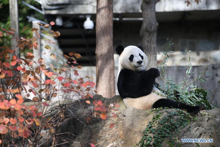 U.S.-WASHINGTON D.C.-NATIONAL ZOO-CHINESE GIANT PANDA-FAREWELL