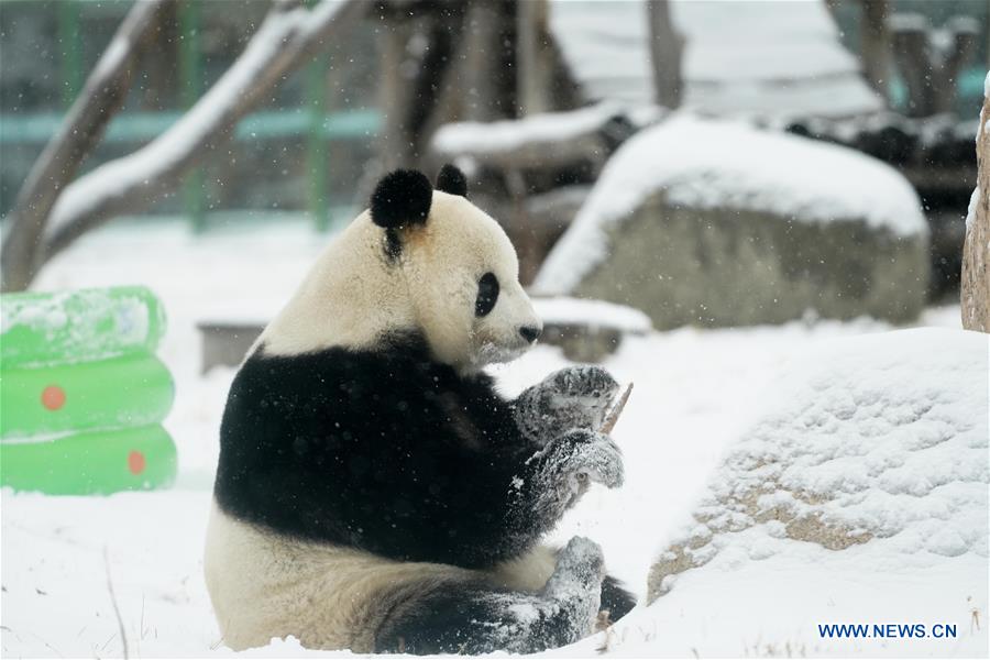 CHINA-HEILONGJIANG-SHANGZHI-SNOW-PANDA (CN)