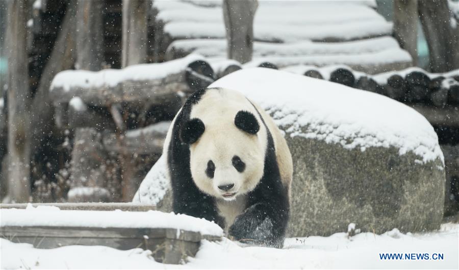 CHINA-HEILONGJIANG-SHANGZHI-SNOW-PANDA (CN)