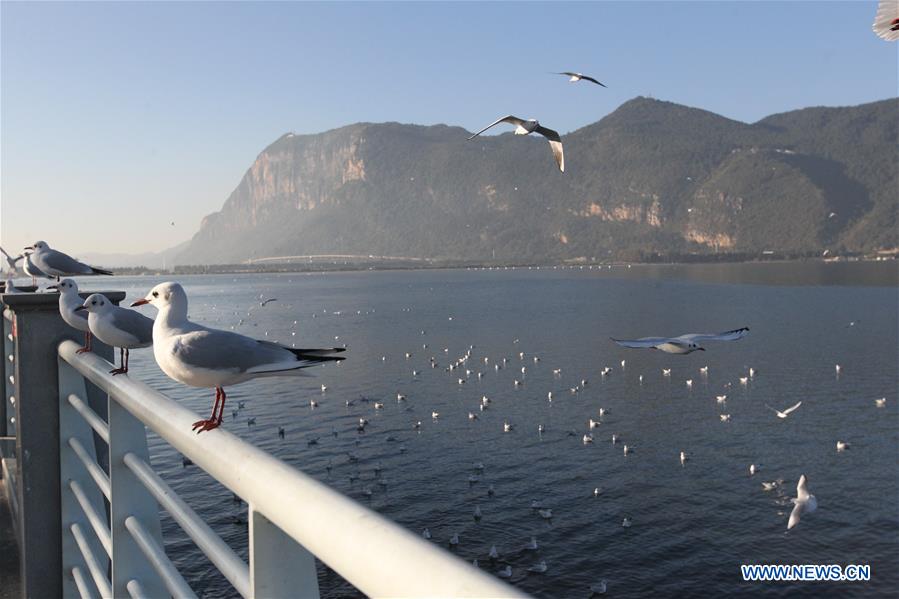 CHINA-YUNNAN-KUNMING-BLACK-HEADED GULLS (CN)