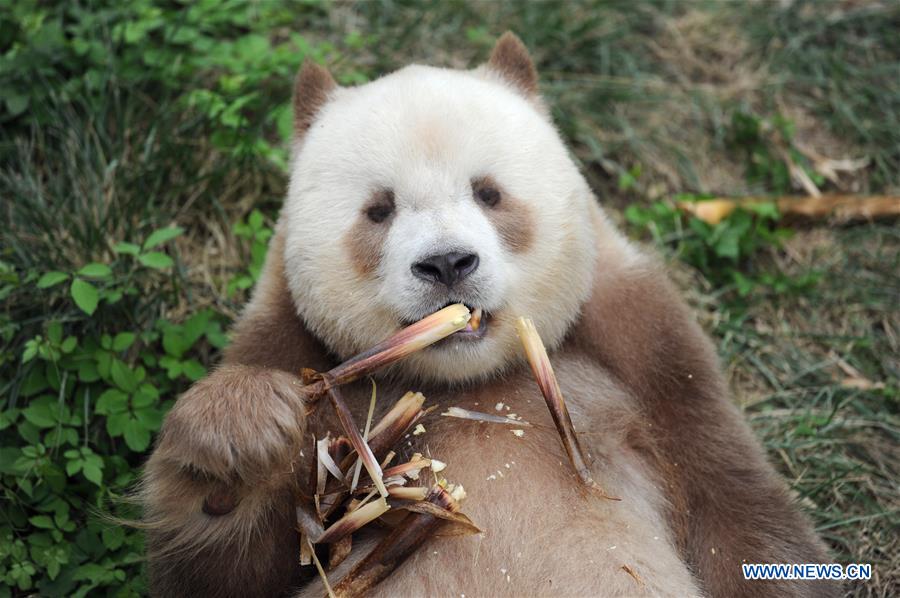 XINHUA PHOTOS OF THE DAY