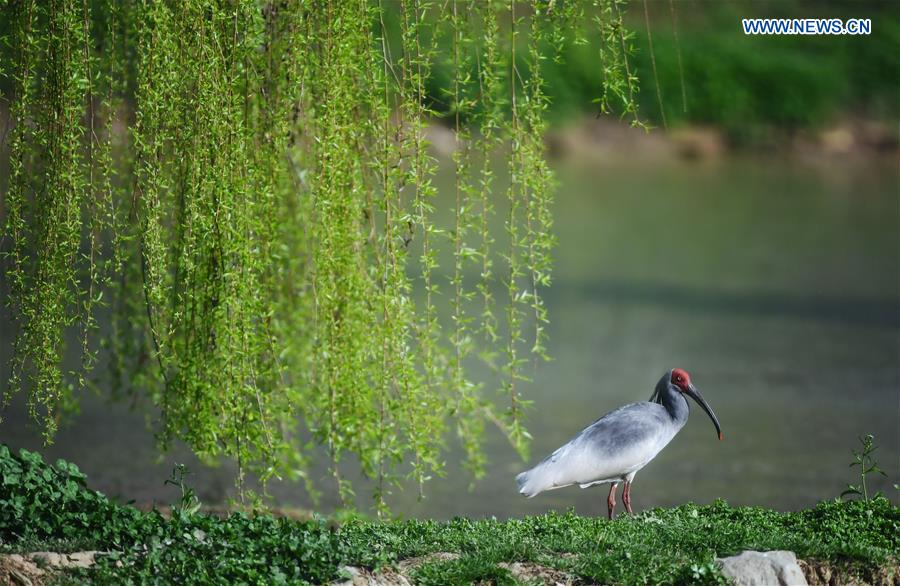 CHINA-SHAANXI-QINLING MOUNTAINS-BIO-DIVERSITY (CN)