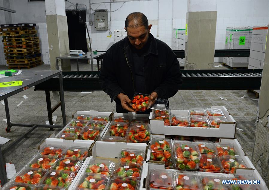 MIDEAST-GAZA-STRAWBERRY-EXPORT