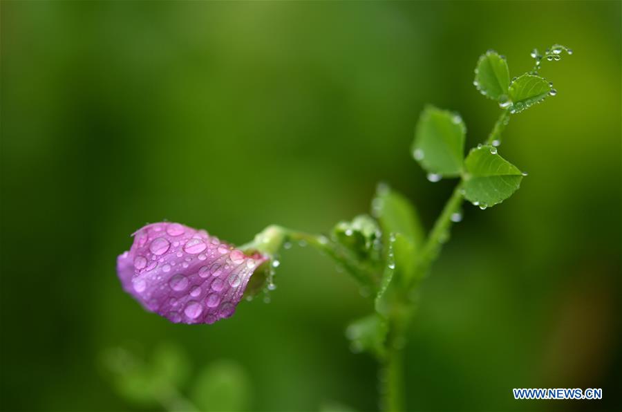 #CHINA-HUBEI-ENSHI-WINTER FLOWERS (CN)