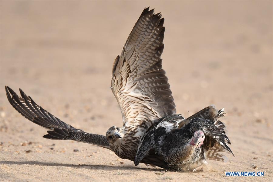 KUWAIT-JAHRA GOVERNORATE-FALCONS-HUNTING-SHOW