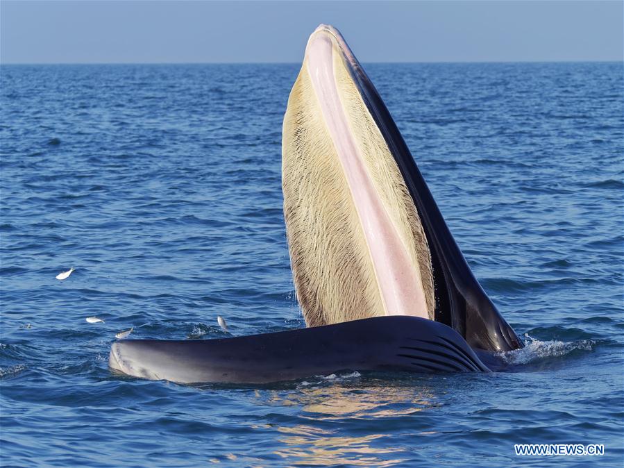 CHINA-GUANGXI-BEIBU GULF-BRYDE'S WHALES (CN)