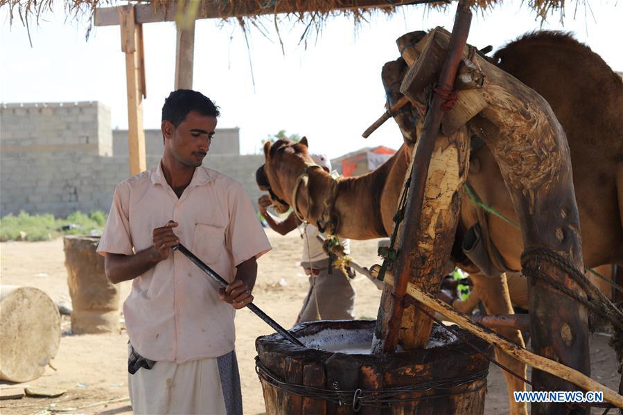 YEMEN-HAJJAH-SESAME OIL EXTRACTING  