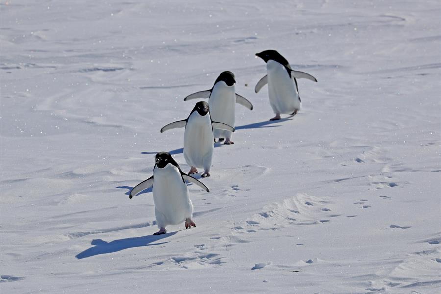 (EyesonSci)CHINA-XUELONG 2-ANTARCTIC EXPEDITION-COSMONAUTS SEA-ANIMALS