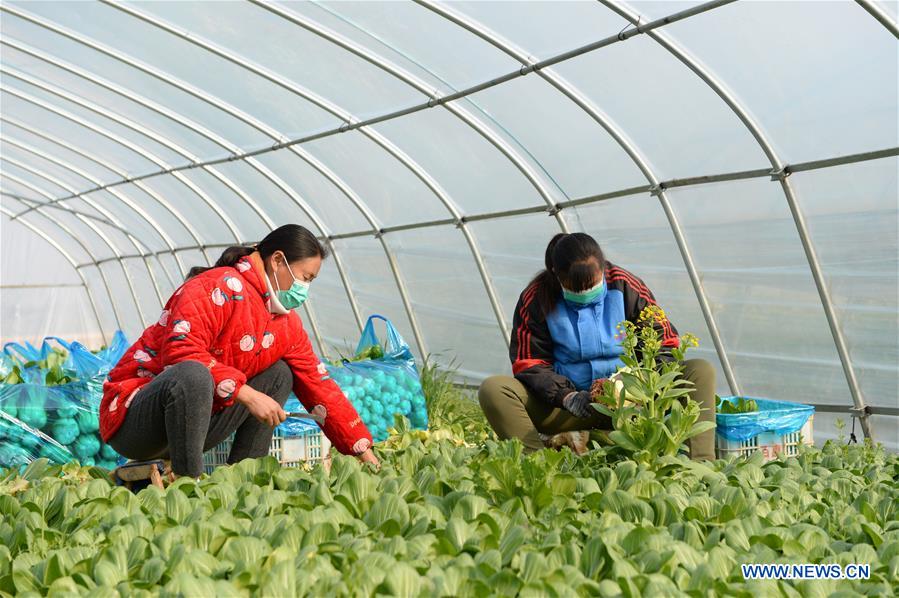 CHINA-ANHUI-FEIDONG-VEGETABLE HARVEST (CN)