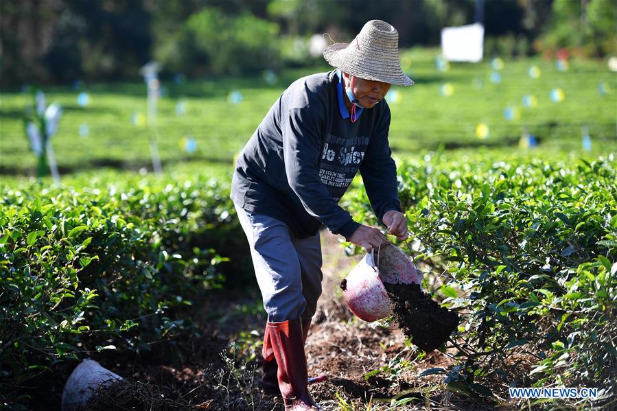 CHINA-HAINAN-BAISHA-SPRING TEA-WORK RESUMPTION (CN)