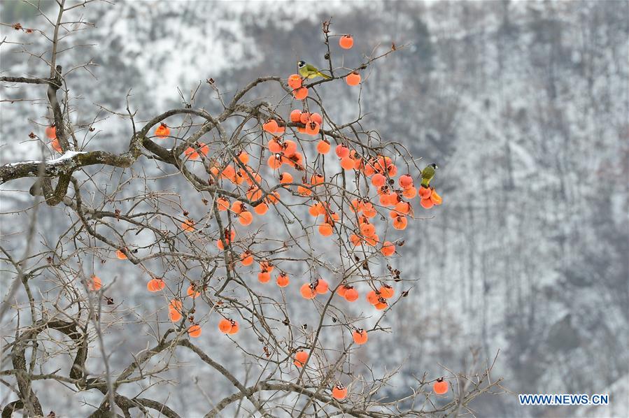 #CHINA-HUBEI-BAOKANG-SNOW-PERSIMMON (CN)