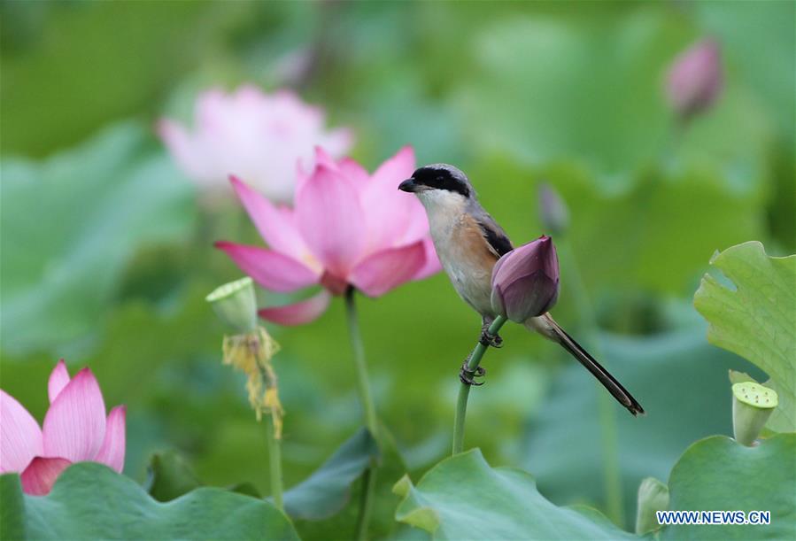 #CHINA-SUMMER-LOTUS (CN)