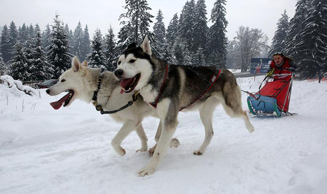 Sled dog sprint competition held in Romania