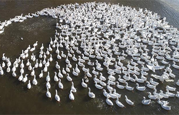 Geese swim in warm afternoon sun in north China