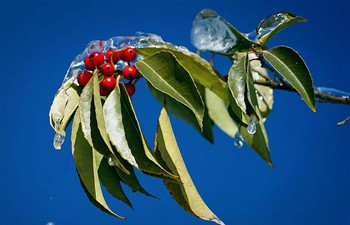 Plants covered with ice seen in C China's forest park