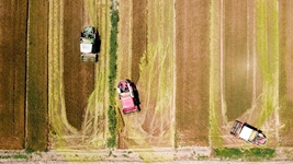 夏糧，穩(wěn)！