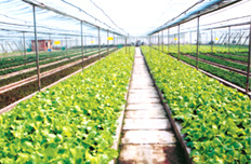 “三個覆蓋”力推農(nóng)村基礎(chǔ)設(shè)施建設(shè)