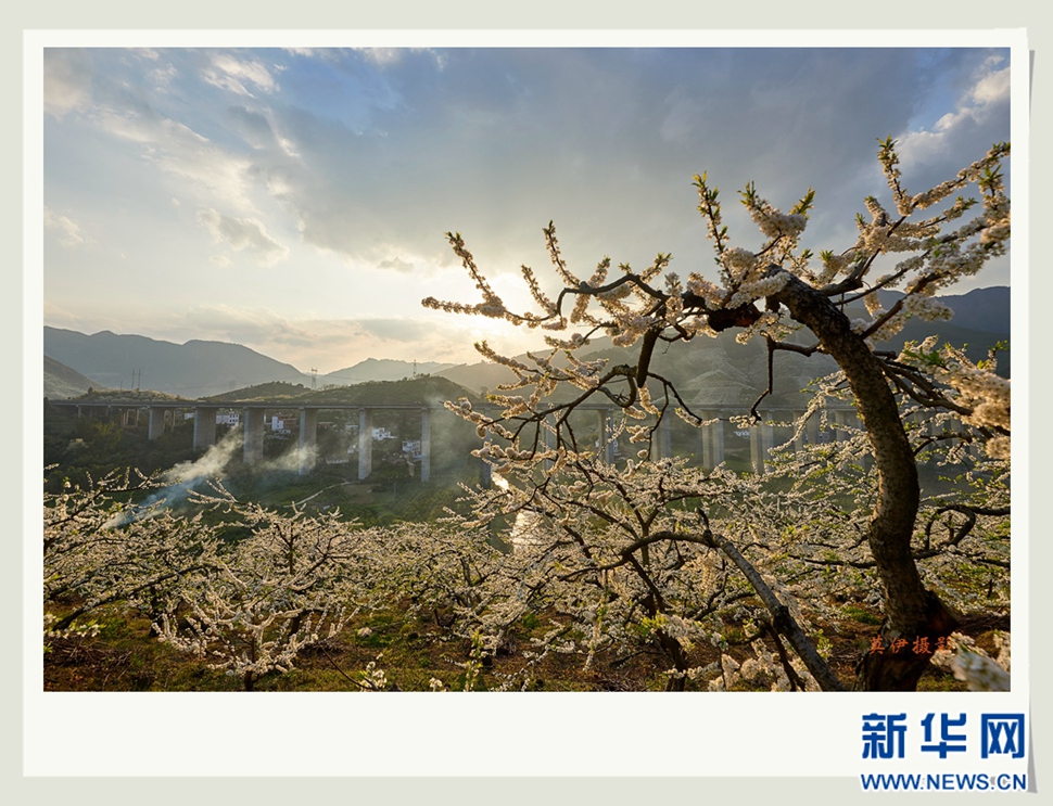 李花白，彩霞紅，春意濃