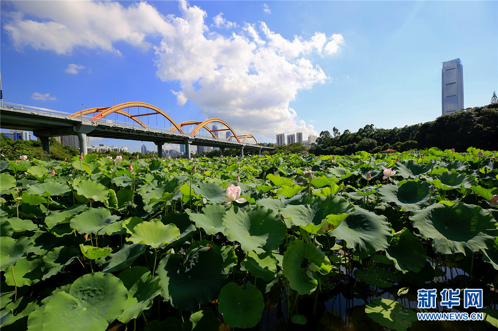 深圳有座彩虹橋