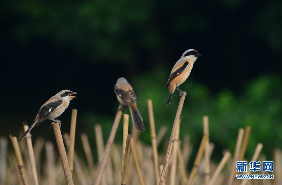 棕背伯勞幼鳥(niǎo)