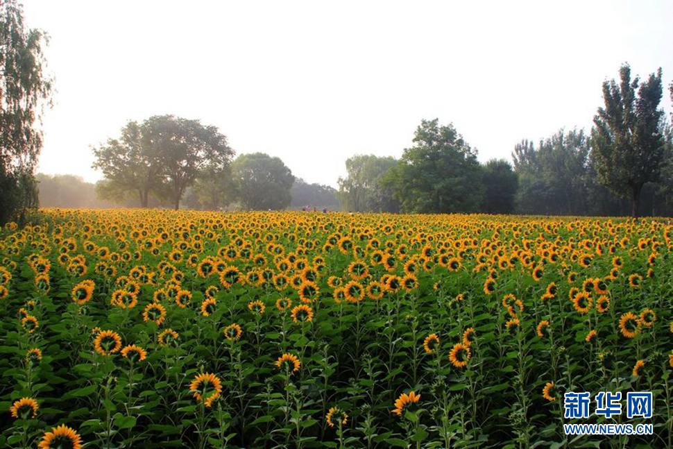 奧林匹克森林公園葵花隨拍