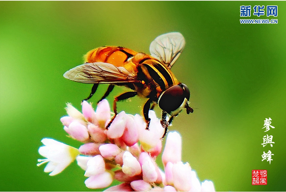蓼與蜂、蜘蛛
