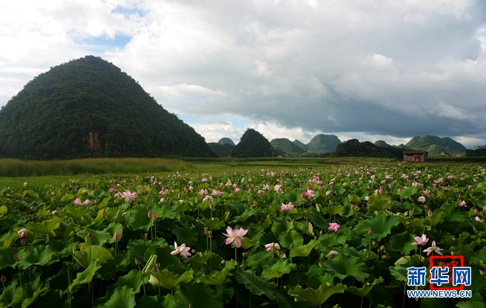 一生一世，萬(wàn)畝荷花