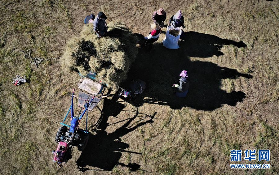 （社會）（3）西藏：牧草豐收儲&ldquo;冬糧&rdquo;