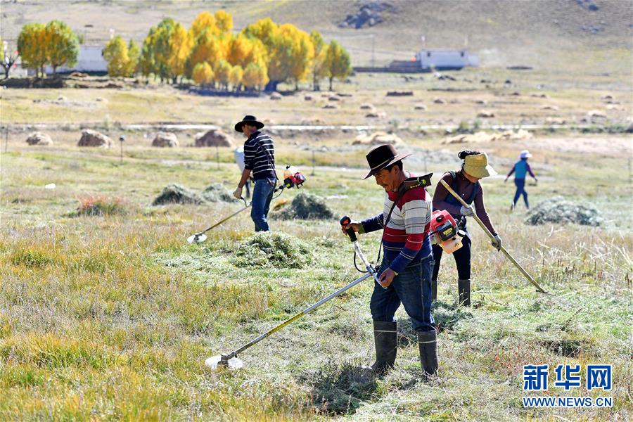 （社會(huì)）（5）西藏：牧草豐收儲(chǔ)&ldquo;冬糧&rdquo;