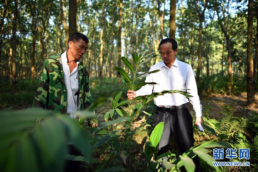 （十九大代表在基層&middot;圖文互動）（3）羊風(fēng)極：帶領(lǐng)黎族群眾拓寬綠色小康路