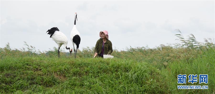 （圖文互動(dòng)&middot;新華全媒頭條）（9）一家人與一群鶴的生死相守