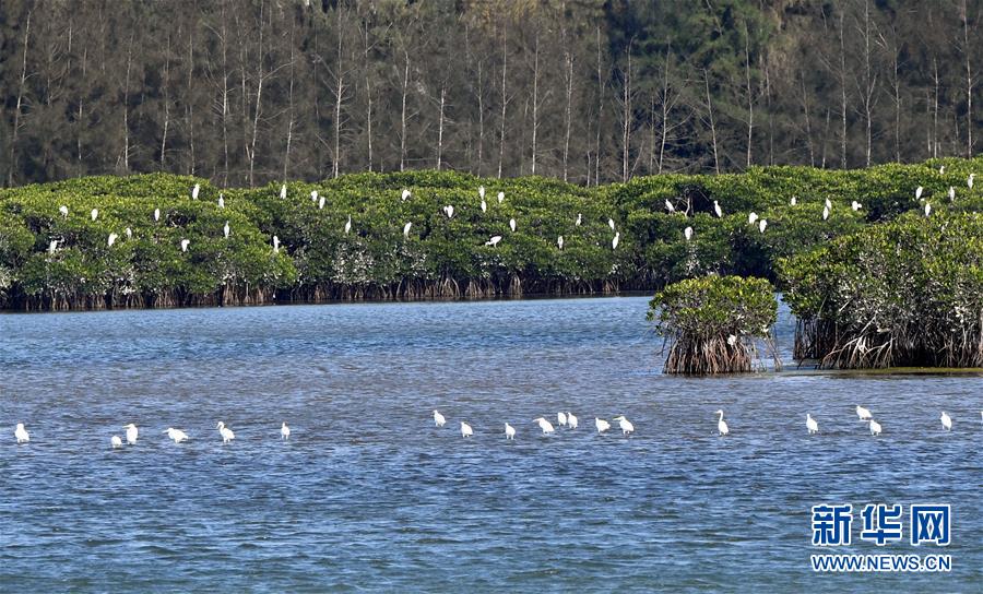 （圖文互動(dòng)）（2）十年樹(shù)木、紅樹(shù)成林&mdash;&mdash;&ldquo;海上森林&rdquo;回歸記