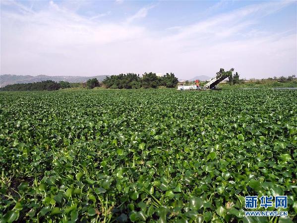 （圖文互動）（4）&ldquo;白練&rdquo;變&ldquo;黑龍&rdquo;，江河變&ldquo;草原&rdquo;－－粵東母親河為何污染20多年難治理？