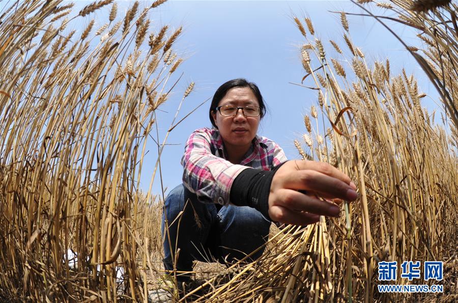 （經(jīng)濟(jì)）（4）把脈&ldquo;渤海糧倉(cāng)&rdquo;促增產(chǎn)