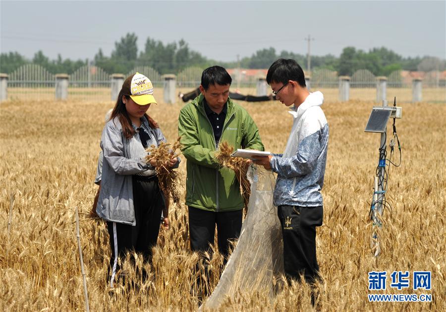 （經(jīng)濟(jì)）（5）把脈&ldquo;渤海糧倉&rdquo;促增產(chǎn)