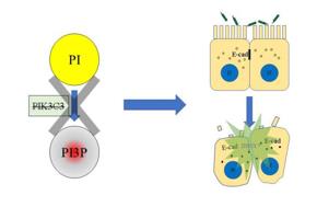 PI3P缺失導(dǎo)致上皮細胞連接破壞，最終招募中性粒細胞，發(fā)生急性炎癥