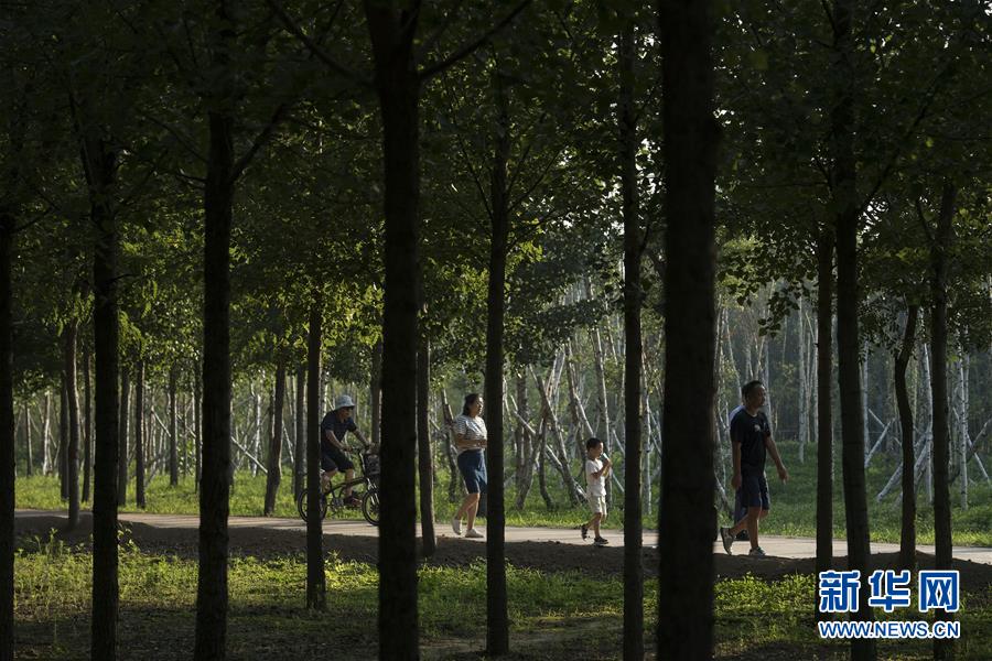 （環(huán)境）（6）陜西合陽：生態(tài)屏障建設見效