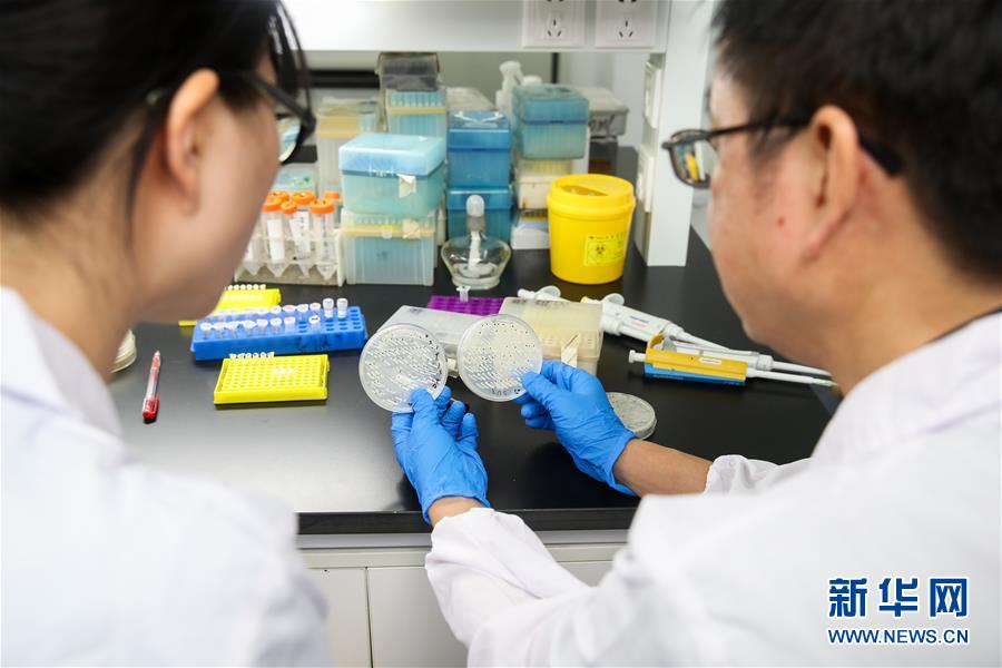 （新華全媒頭條&middot;圖文互動）（2）人造單條染色體真核細(xì)胞問世　我國開啟合成生物學(xué)研究新時代