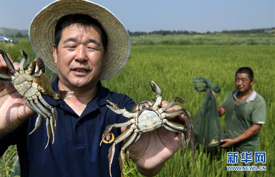 （壯闊東方潮 奮進(jìn)新時代&mdash;&mdash;慶祝改革開放40年）（5）感受&ldquo;毛烏素&rdquo;的生機(jī)